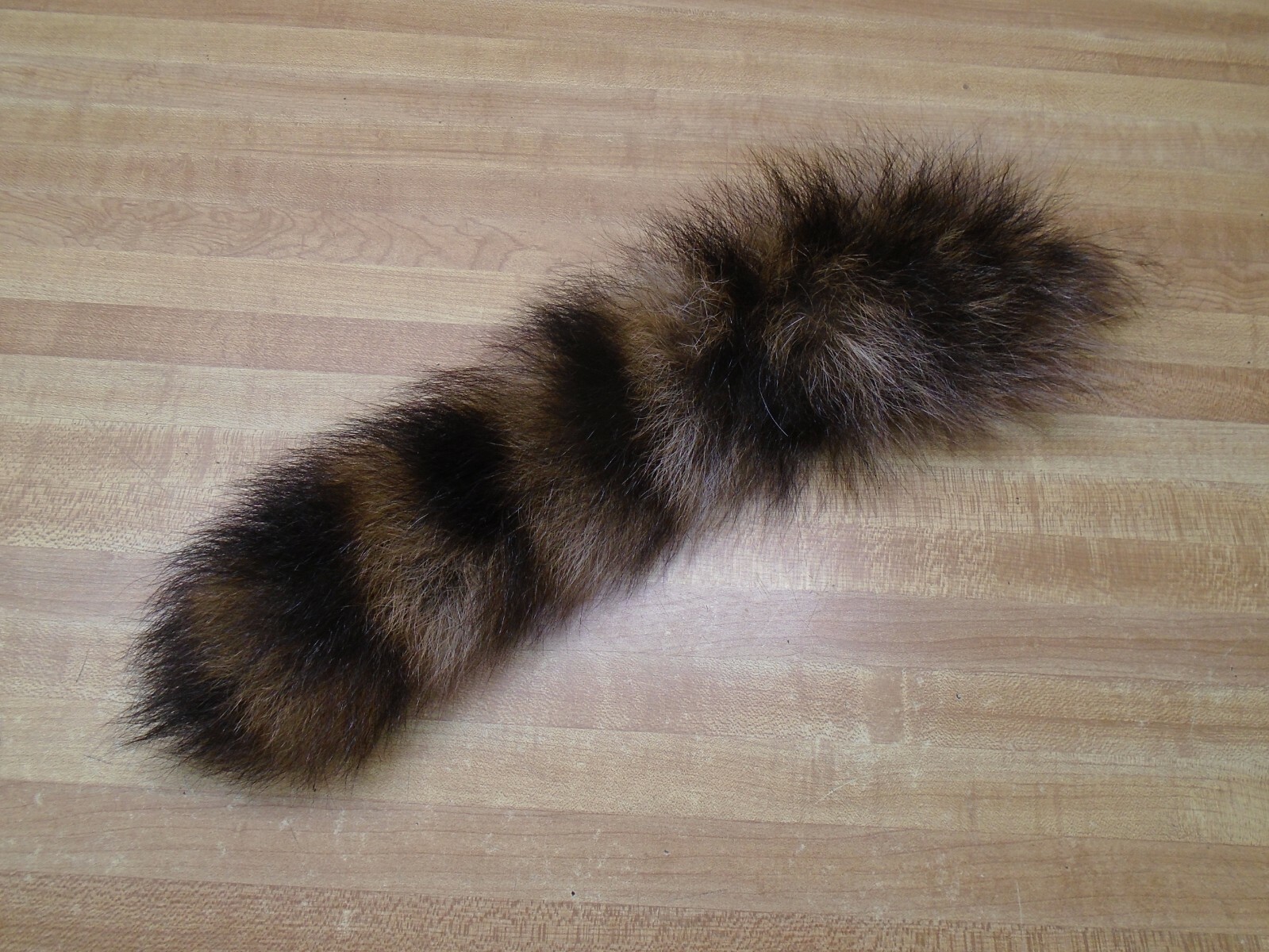 Extra Large Tanned Raccoon Tail #2 Quality