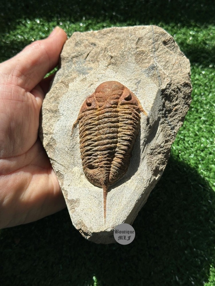 Nice Mucronaspis zagoraensis fossil from Morocco