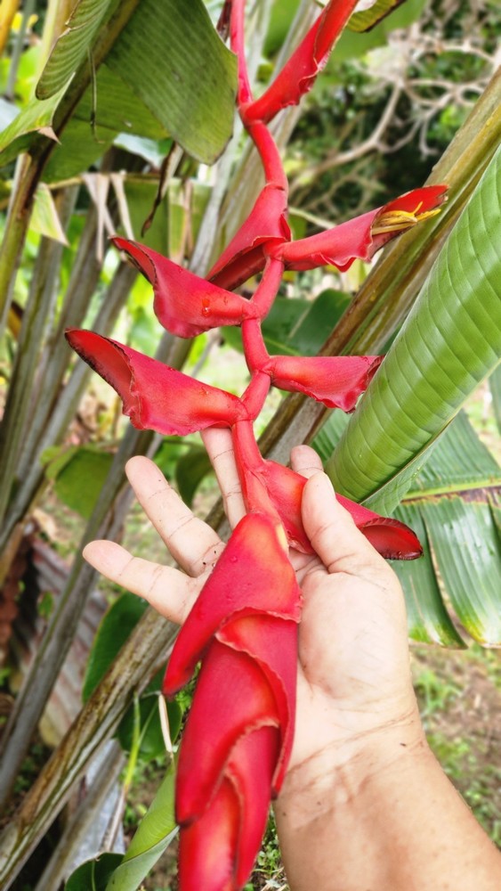 Heliconia longissima