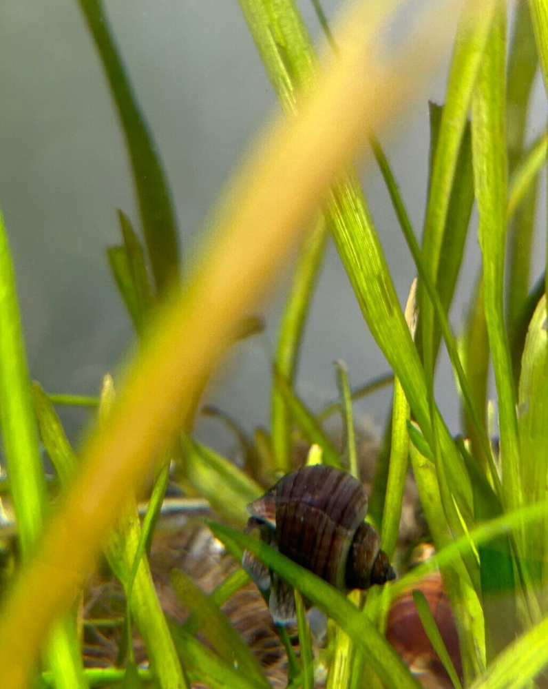 Assorted Mystery Snails -Algae eaters- Keeps decor, substrate, and glass clean!