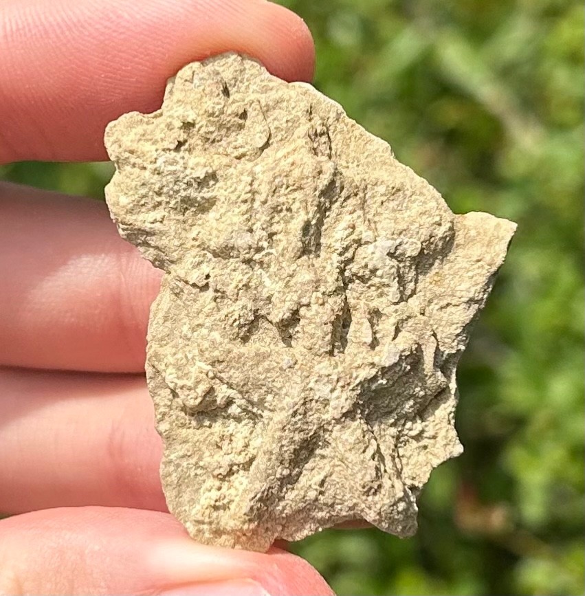 Alabama Fossil Starfish Cast Mississippian Age Bangor Limestone Formation