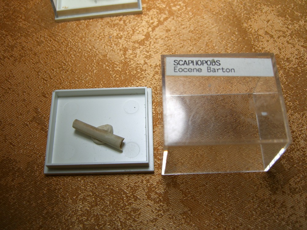 Fossils collection, mesozoic, cretacious, eocen, cased