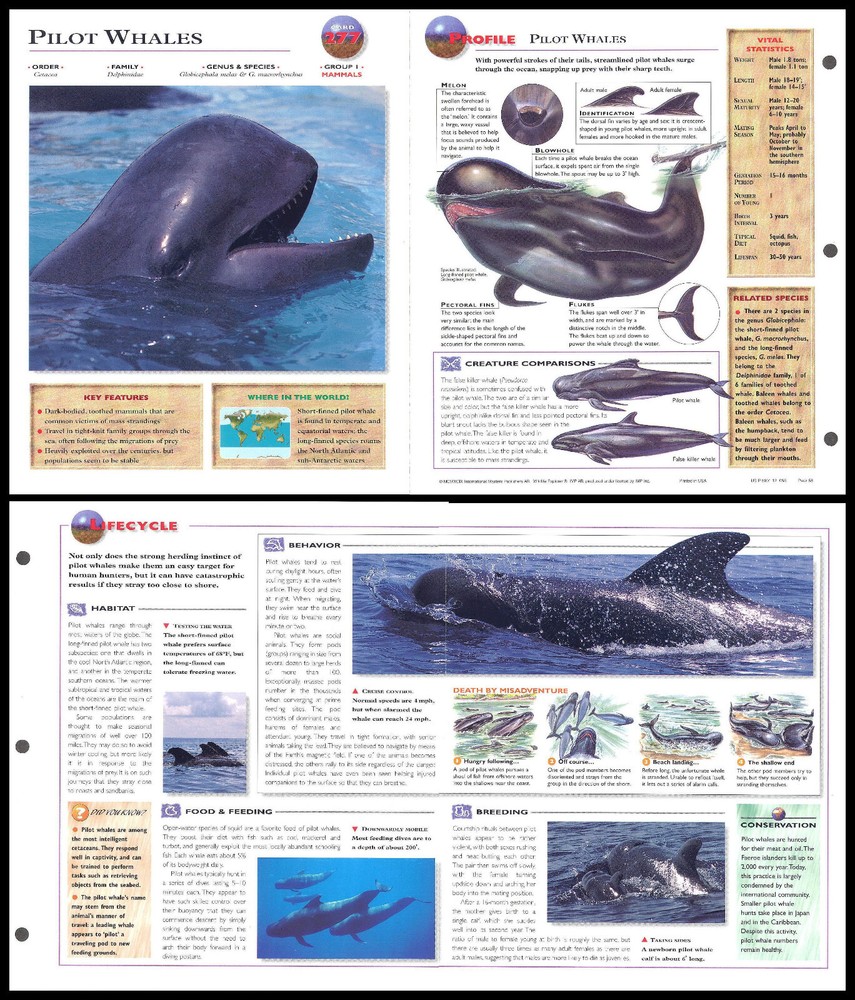 Fold-Out Sheet - Pilot Whales - 277