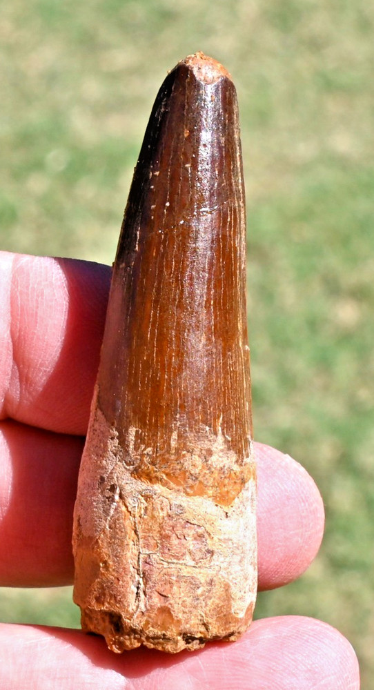 Spinosaurus tooth 2.77 inches, from Morocco  #4