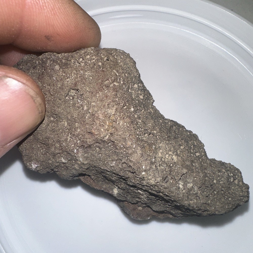 Unknown Fossil
