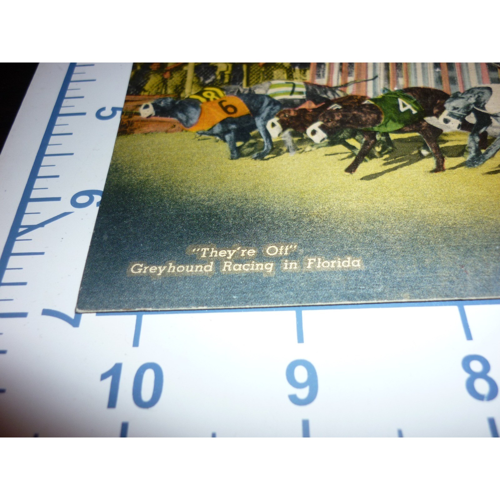 Vintage Greyhound Racing Florida Linen Postcard They're Off Curt Teich 229 F