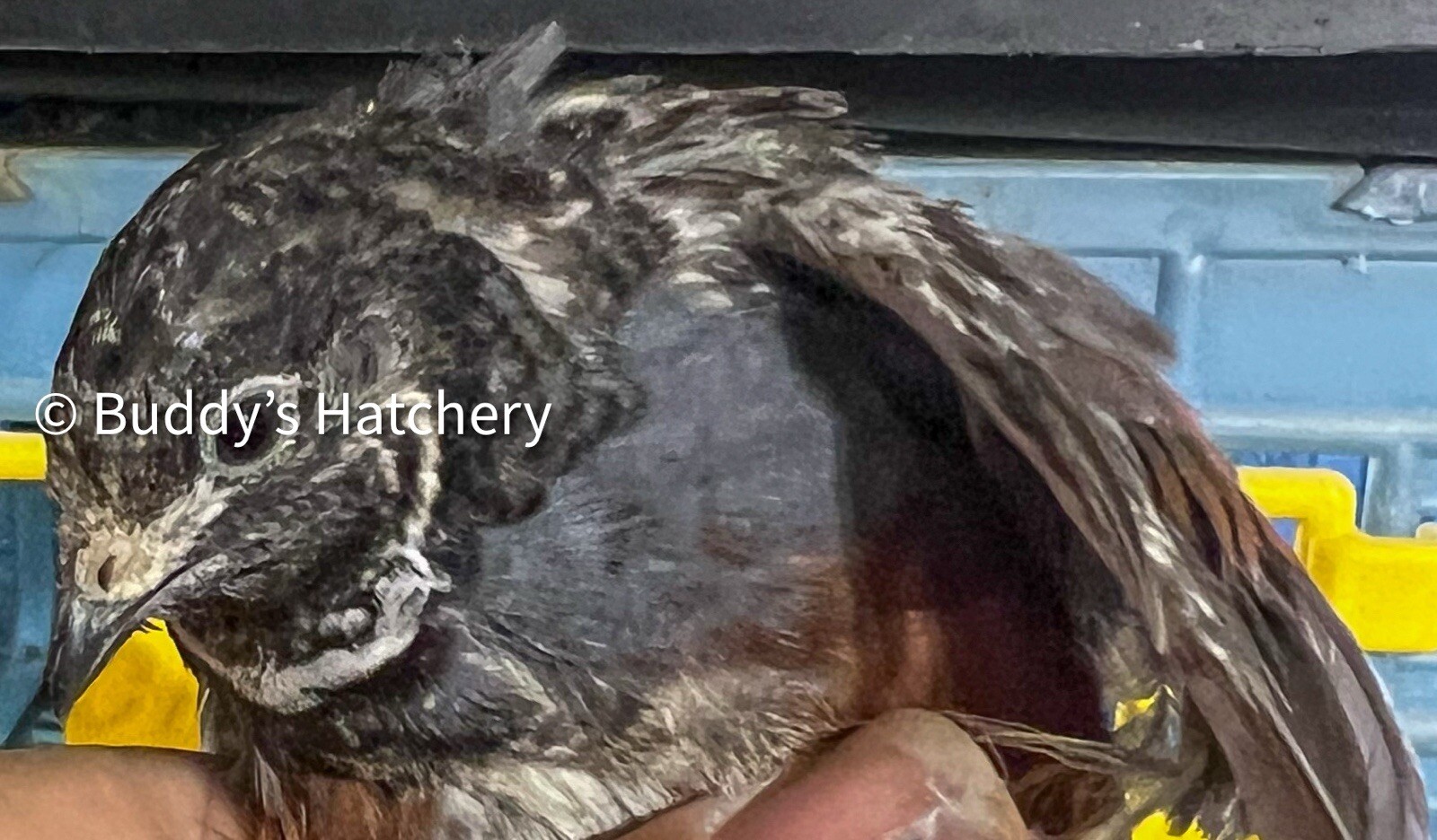 24 Button Quail Fertile Hatching Eggs Quail