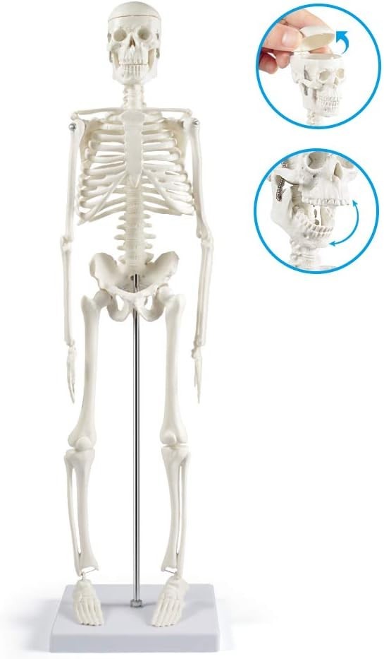 Compact 17.7” Mini Human Skeleton Model - Perfect for Study Decor & Learning