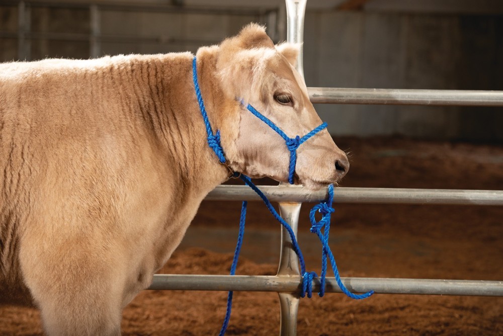 Weaver, Livestock Adjustable Poly Neck Rope Blue