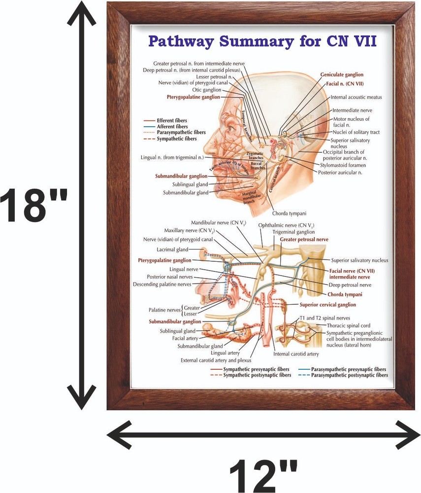 Pathway Summary for CN VII Chart 12x18 inches