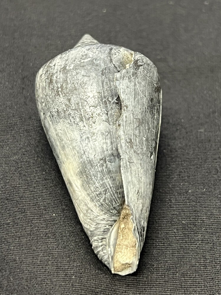 RARE Fossilized CONE Shell From Central Florida - Pliocene Era.