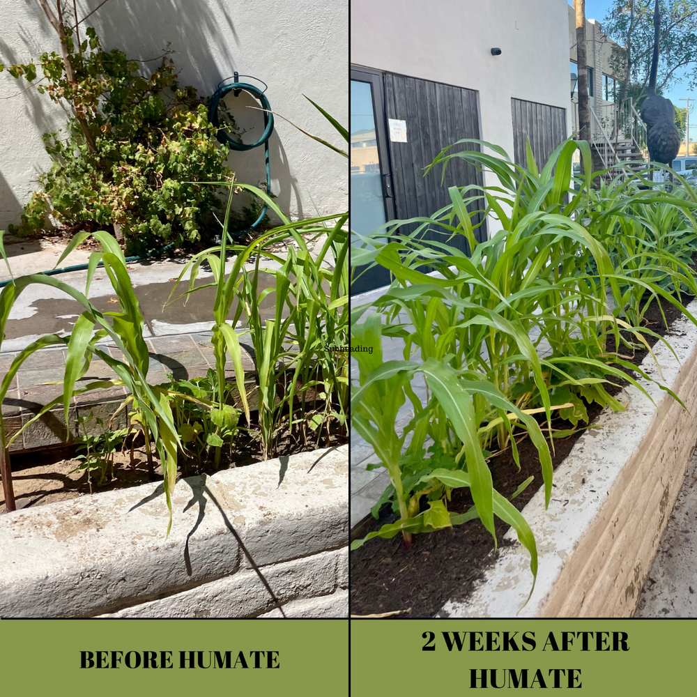 Humate Soil Amendment, Fertilizer and Conditioner