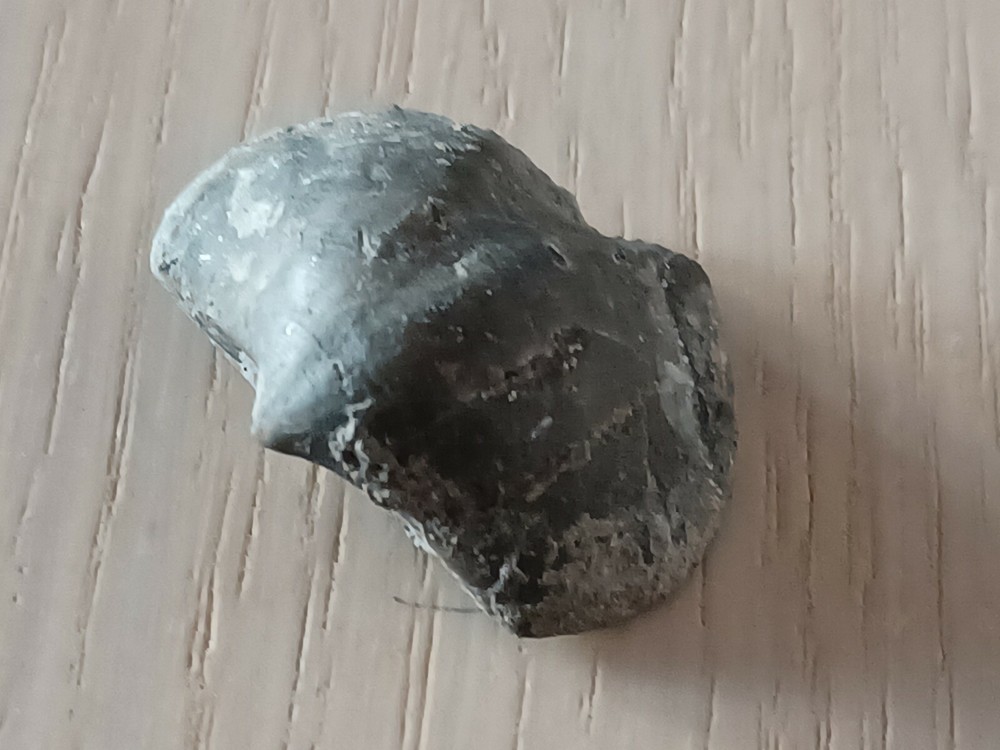 Extremely rare Devonian brachiopod, Eoreticularia Aviceps, Poland, Rocks
