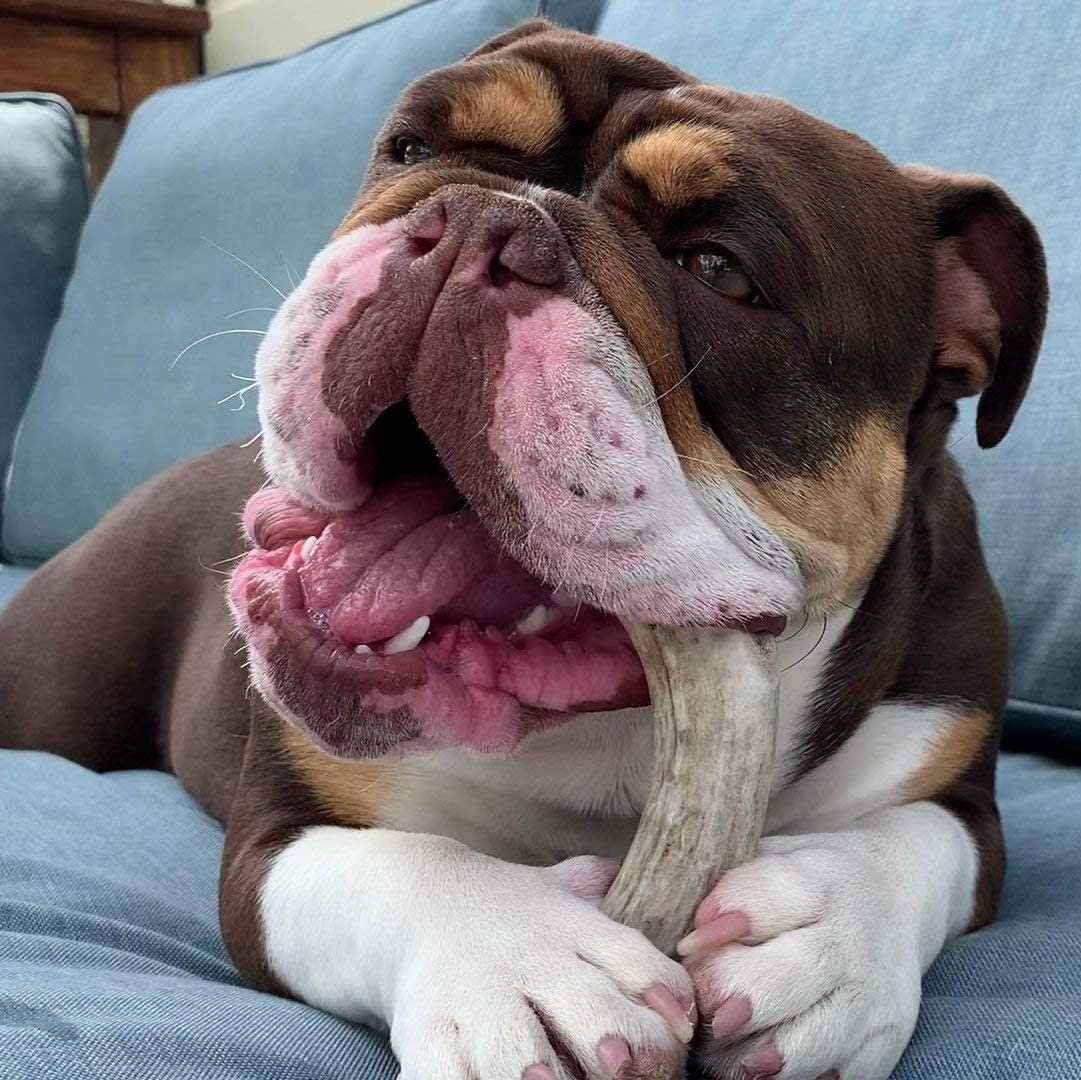 Economy Elk/Deer Antler Dog Chew 3 Count - Grade B/C All Natural Organic and