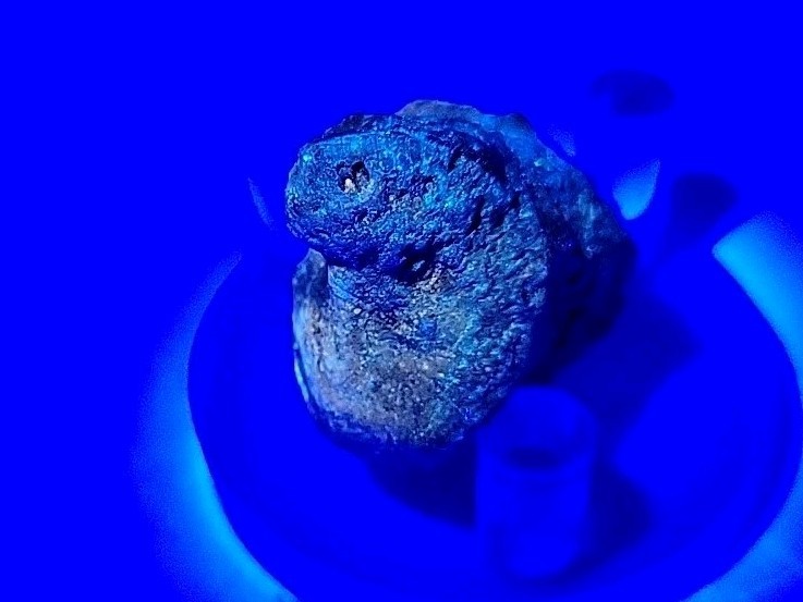 Real Permineralized Lizard 🦎 Egg Fossil