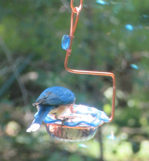 Bluebird Feeder Single