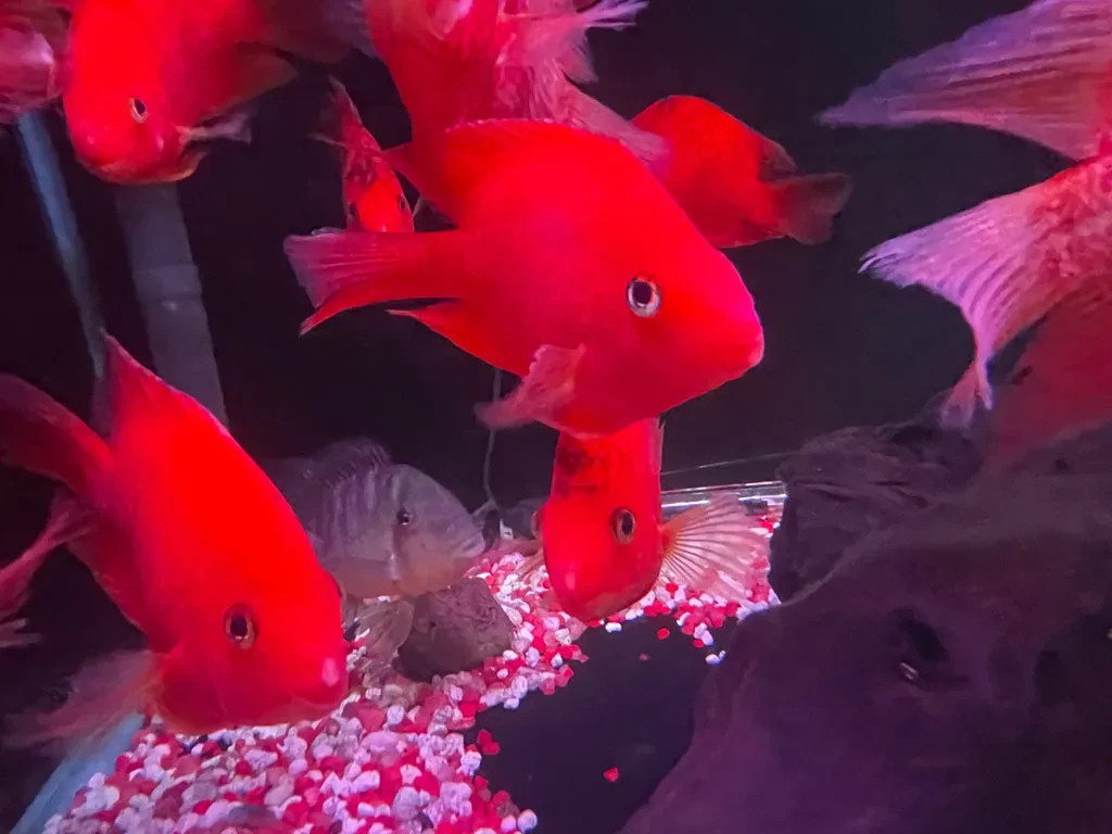 Purple King Kong Parrot Cichlid 2-2.5″ – Live Vibrant Freshwater Fish