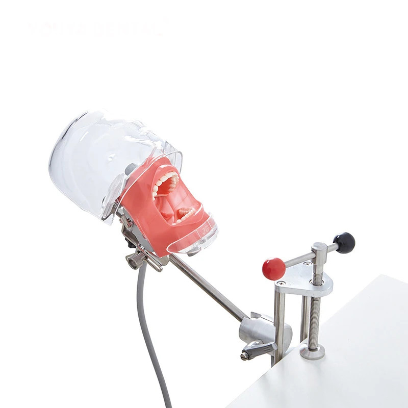Dental Phantom Mannequin Head Simulator with Typodont Teeth Model for Training
