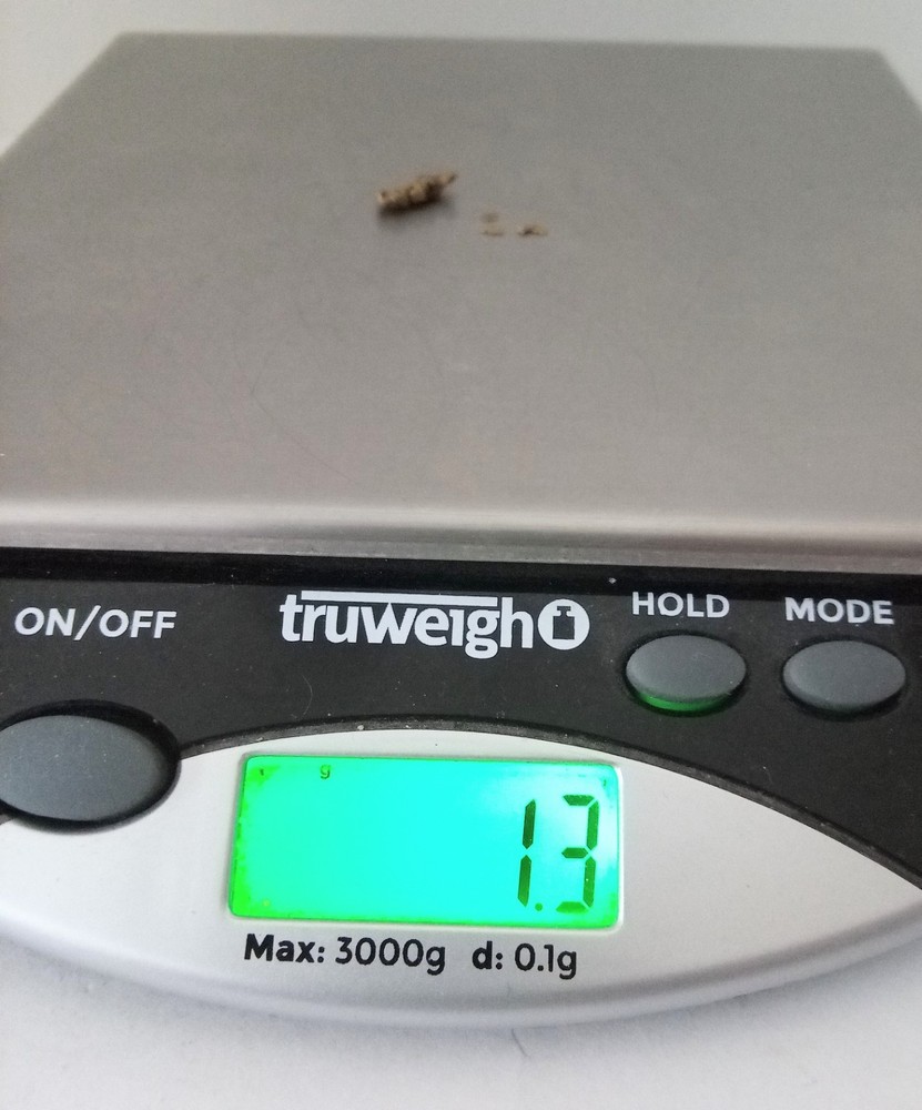 1.3 Grams Alaska Gold