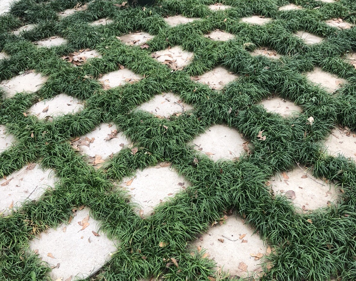 ~ 120 Evergreen Dwarf Mondo Monkey Grass Liriope Ophiopogon japonicus