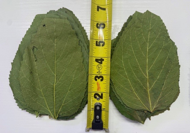 Dry ORGANIC Mulberry Leaves - Ready to add directly to your Aquarium.