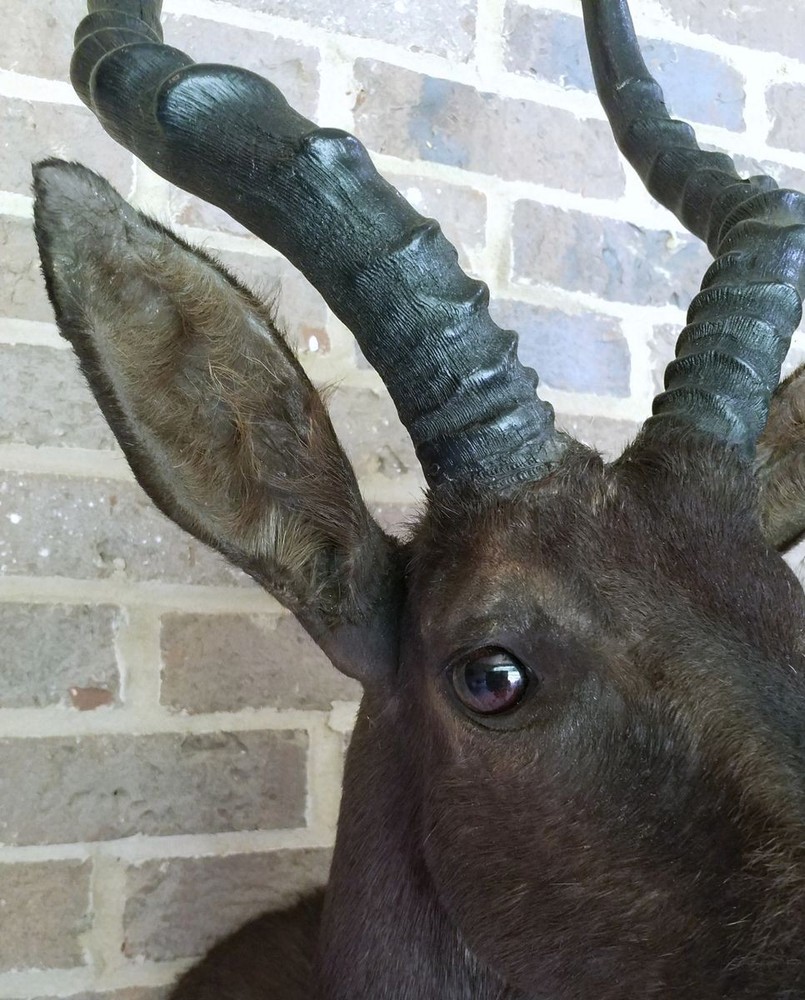 RARE Black Impala - Natural Coloration