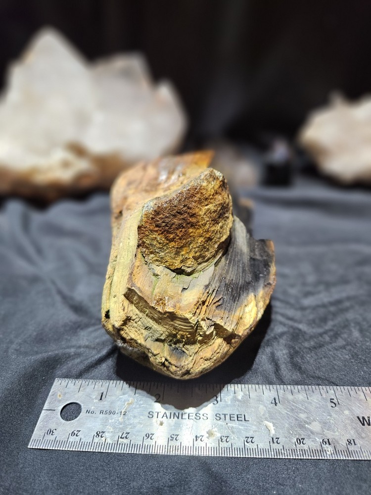 Petrified Wood Multicolored Specimen Natural Form (3lbs)