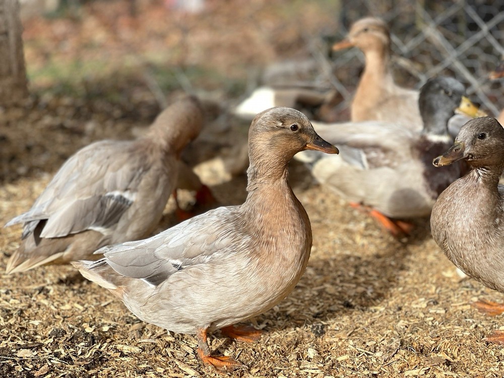 Call Duck Hatching Eggs 10