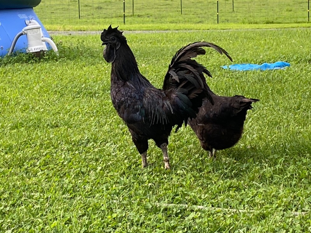 6+ Fertile Rare Ayam Cemani Chicken Hatching Eggs