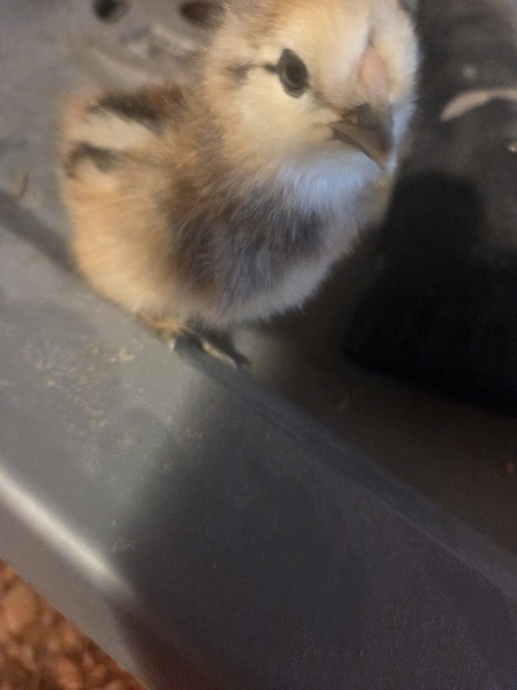 6+ Silkie Fertilized Eggs