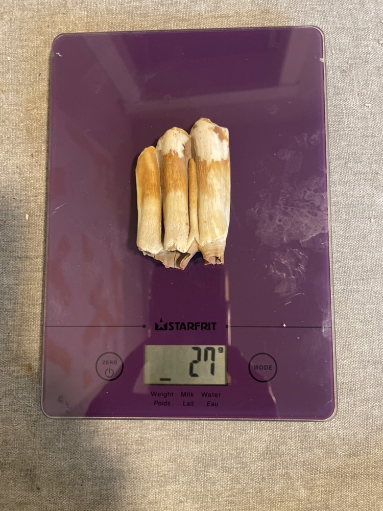 ice age horse tooth