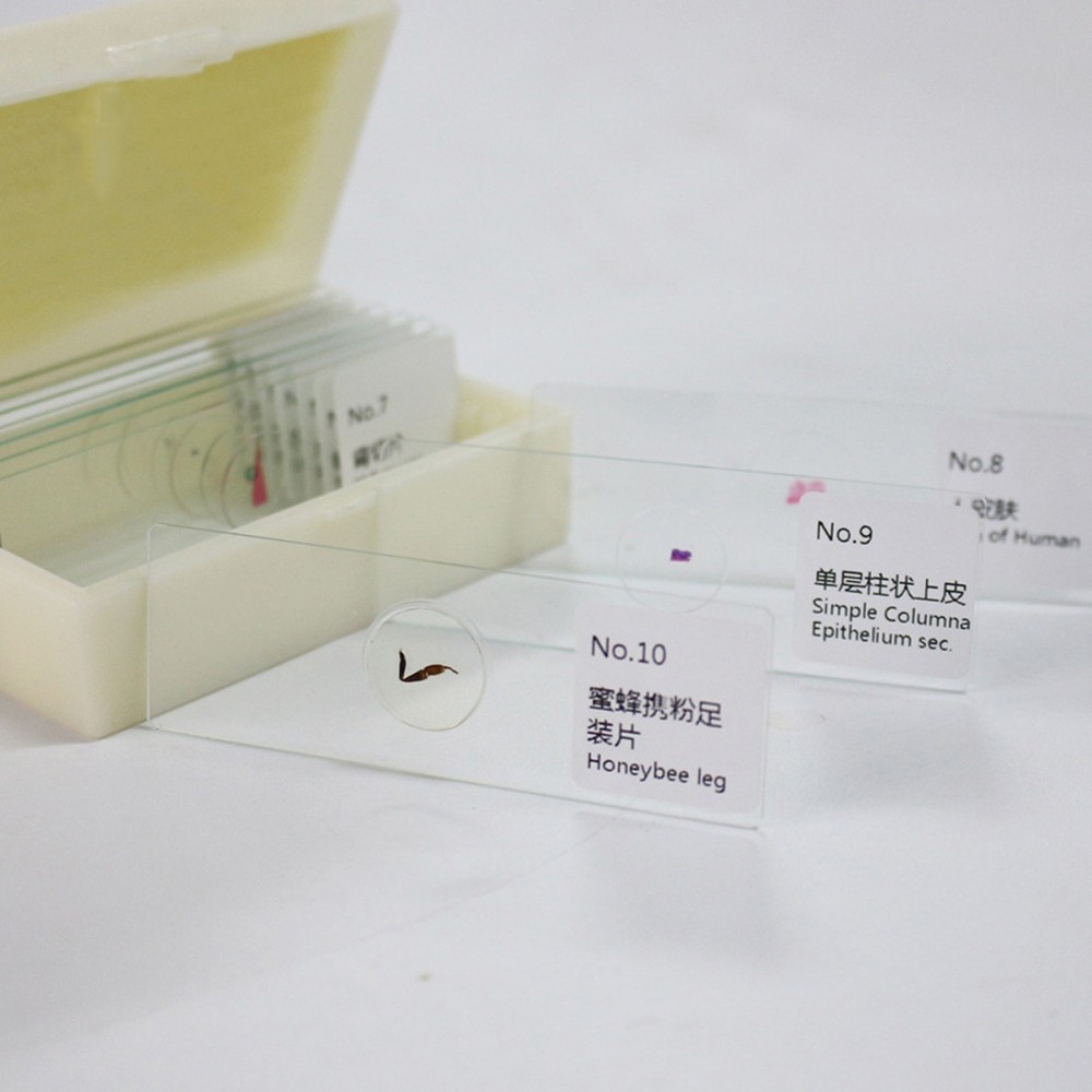 10 PCS/Set Glass Slides Microscope Preparation Kit Calibration Lab