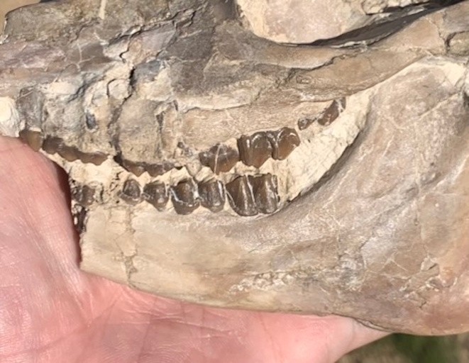 Fossil Horse Skull, Mesohippus, White River Badlands, mammal fossils