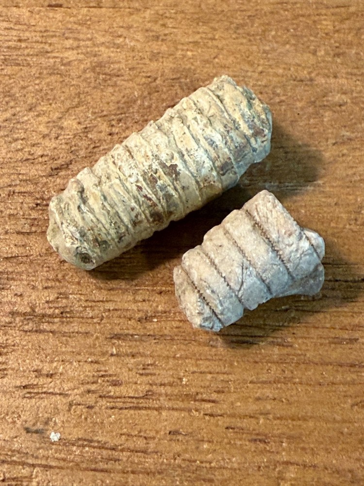 TWO Echinoderm Crinoid Pennsylvanian Interesting Specimens