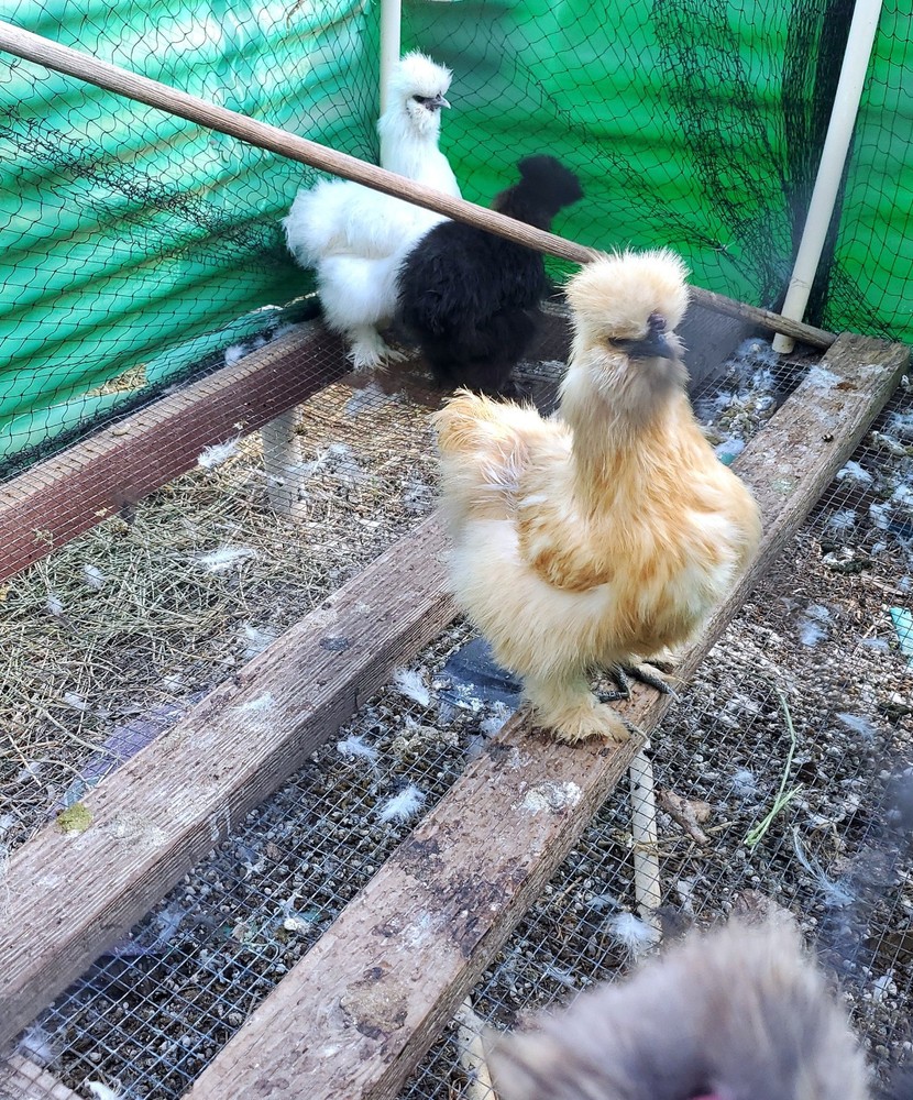 Silkie Hatching Eggs 8