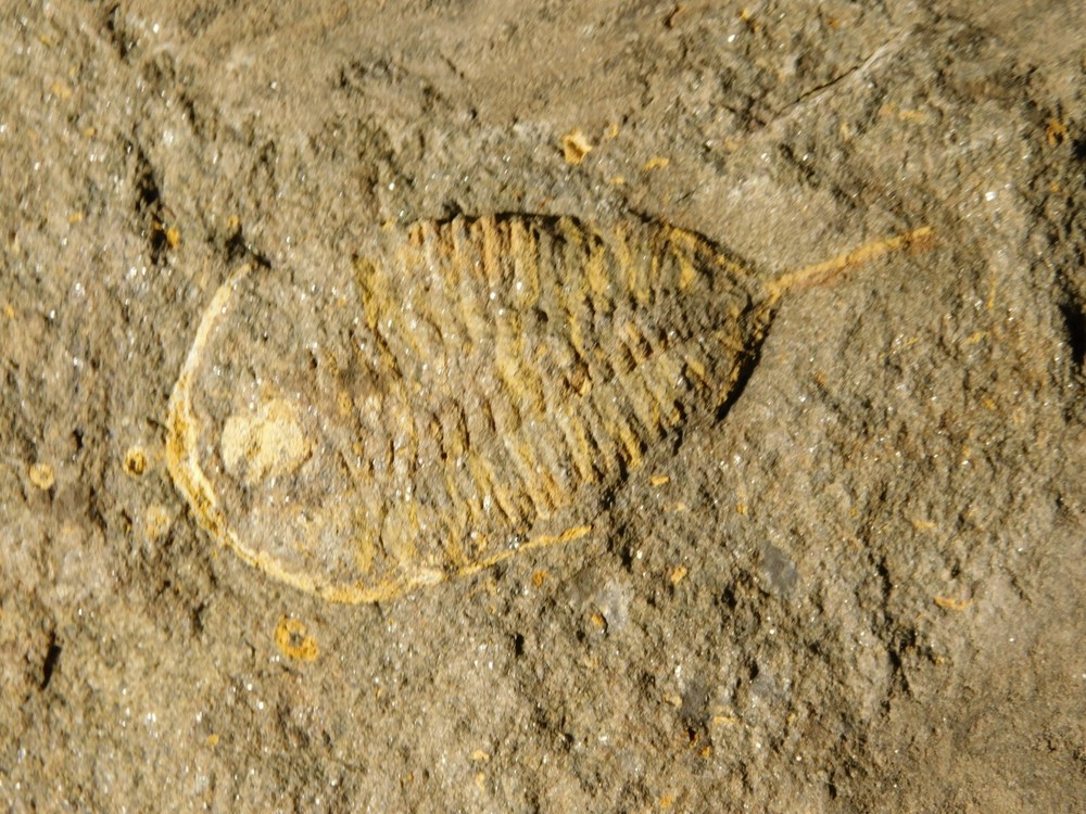 TWO BIG! Eudolatites Sp. Trilobite Fossils in HUGE SPLIT Matrix with STARFISH
