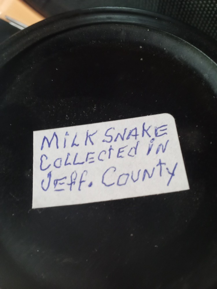 petrified dead snake in a jar