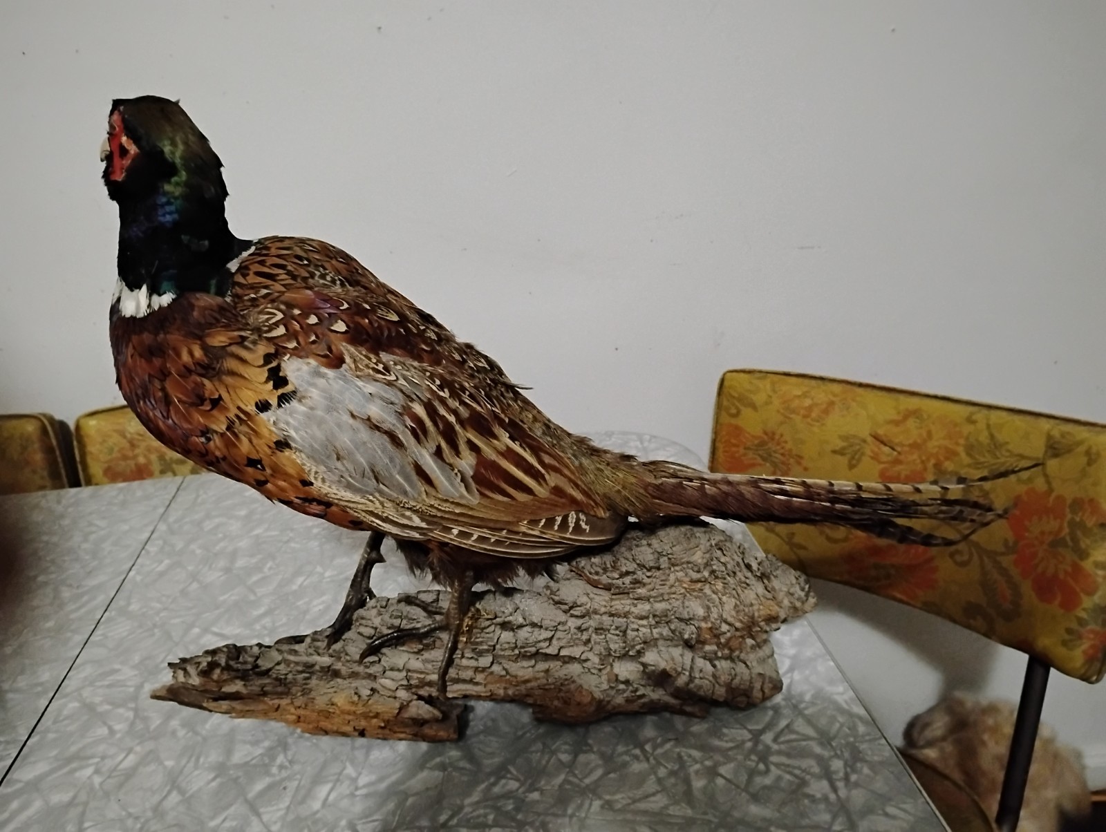 Vintage Pheasant Taxidermy - Table / Shelf Display Mount - Read Description