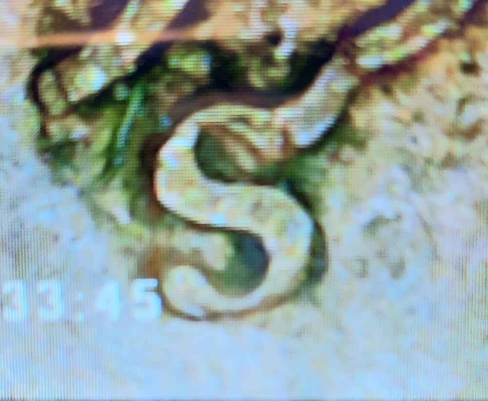 1954S OBV Date #9 Die Chip & Between 5 & S -D/D S/S