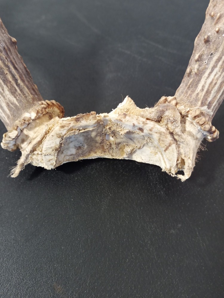 Whitetail deer antlers with skull cap