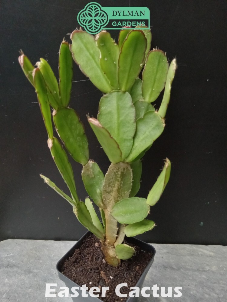 Easter Cactus (Rhipsalidopsis x graeseri) Whitsun Cactus - Multiple Sizes