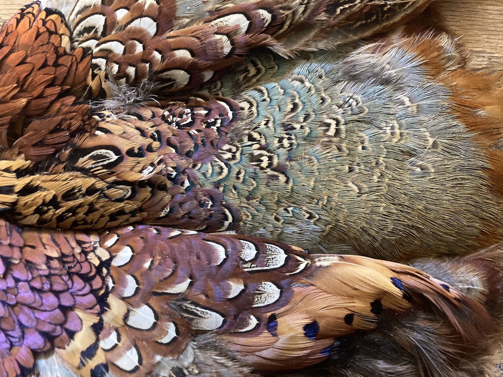 Rooster RINGNECK PHEASANT Full SKIN 2 Wings Tail Feathers Wall Art Man Cave