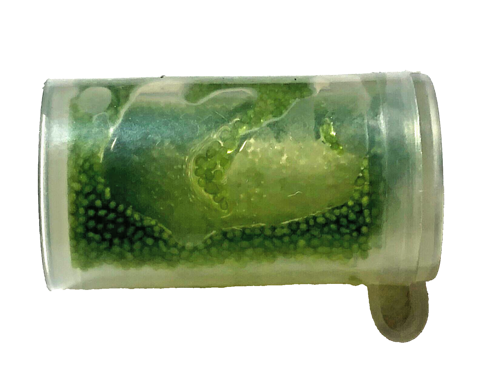 Wolffia sp. smallest flowering plant on earth, Floating, sustainable production