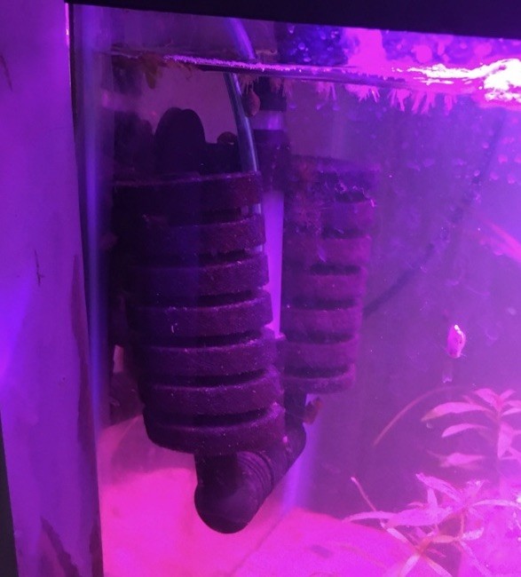 Duel sponge filter 20g Fish Tank Seeded Plus Snails Plus Java Moss ￼