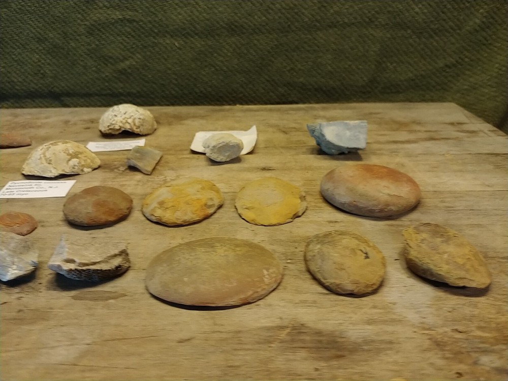Fossil Lot 24 Total Pieces