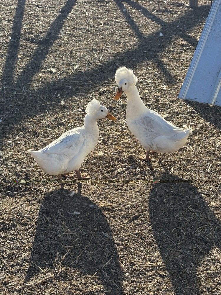 Barnyard mix FUN surprise duck hatching eggs. 12++.