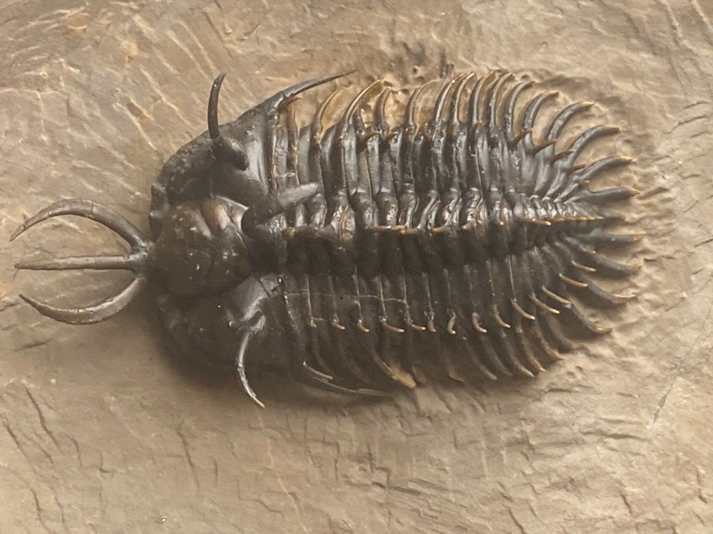 walliserops hammii & phacops