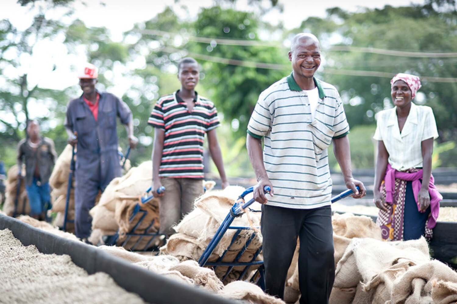 8oz/5lb - Tanzania Peaberry – African – Premium Fresh Roasted To Order Coffee