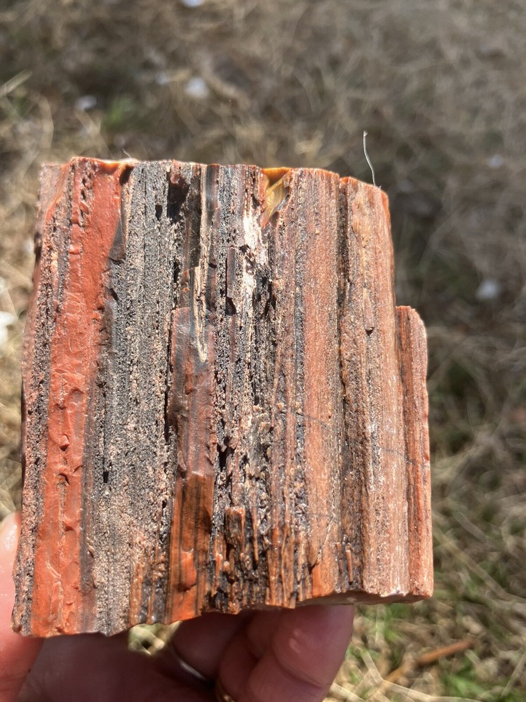 Arizona Petrified Wood