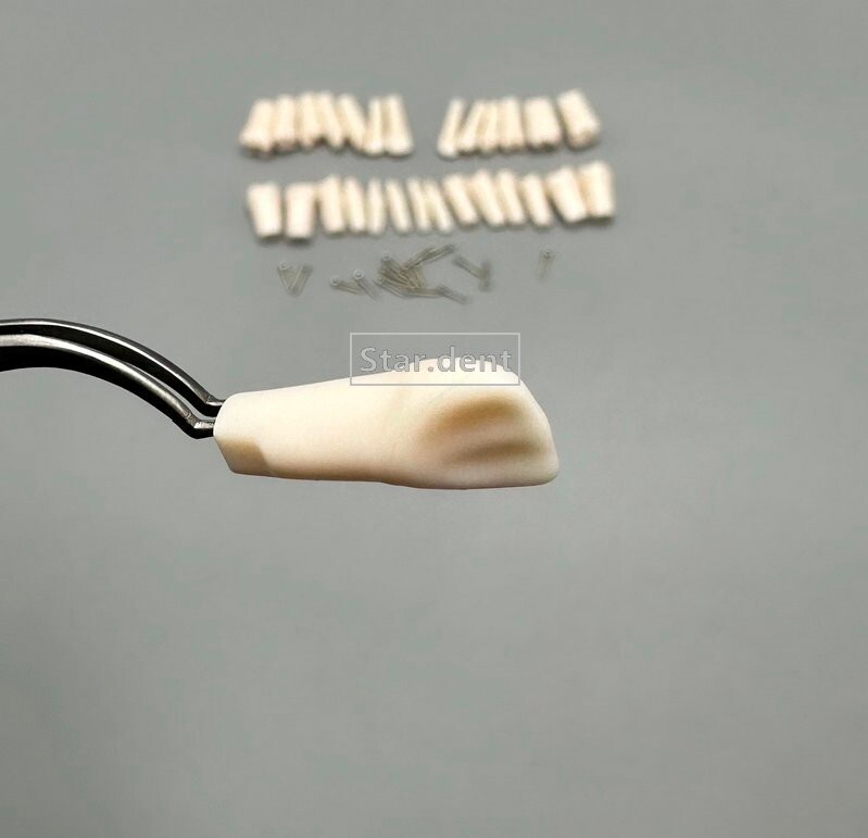 Dental Study Teeth Models Technician Practice Preparation Removable Tooth Nissin